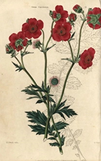 Scarlet flowered Avens, Geum coccineum Scarlet flowered Avens, Geum coccineum