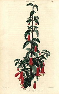 Scarlet flowered salmon correa, Corroea pulchella Scarlet flowered salmon correa, Corroea pulchella