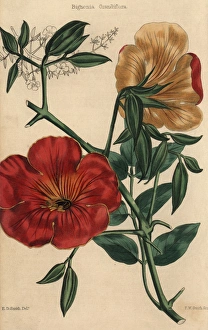 Scarlet flowered trumpet-flower, Bignonia grandiflora Scarlet flowered trumpet-flower, Bignonia grandiflora