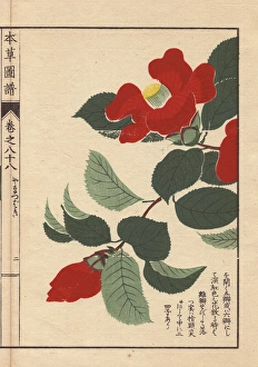 Scarlet Japanese mountain camellias, Yama tsubaki Scarlet Japanese mountain camellias, Yama tsubaki