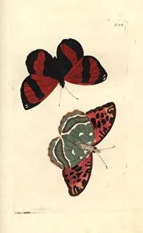 Scarlet leafwing, Siderone galanthis Scarlet leafwing, Siderone galanthis
