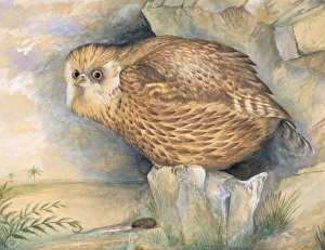 Sceloglaux albifacies, laughing owl Sceloglaux albifacies, laughing owl