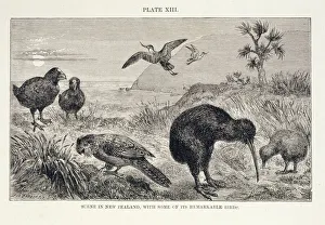 Scene in New Zealand, with some of its remarkable birds Scene in New Zealand, with some of its remarkable birds