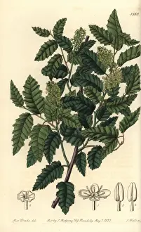 The Botanical Register History Prints: Schinus latifolia tree