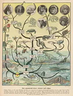 Evolutionary Timeline Print: From Single Cell to Giraffe