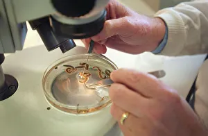 Scientist working with a ragworm specimen Scientist working with a ragworm specimen