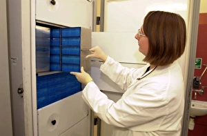 Scientist working with tissue collections Scientist working with tissue collections