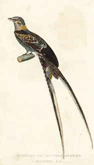 Scissor-tailed nightjar, Hydropsalis torquata Scissor-tailed nightjar, Hydropsalis torquata