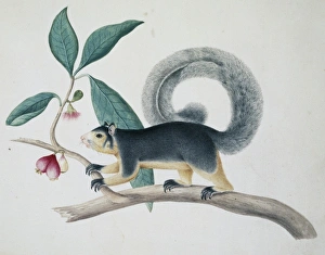 Sciurus macrourus, long-tailed squirrel Sciurus macrourus, long-tailed squirrel