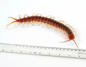 Scolopendra gigantea, giant centipede Scolopendra gigantea, giant centipede