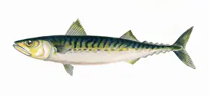 Victorian Fish Species Prints: Scomber scombrus, or Atlantic Mackerel