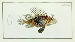 Scorpaena antennata (Pterois antennata) Scorpaena antennata (Pterois antennata)