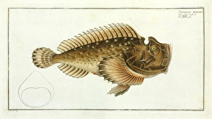 Scorpaena horrida (Synanceia horrida) Scorpaena horrida (Synanceia horrida)