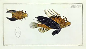 Scorpaena volitans (Pterois volitans) Scorpaena volitans (Pterois volitans)