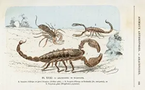 Prints of 1 - Great African scorpion (buthus afer) 2 - European scorpion (scorpio europaeus) 3 - telyphonus giganteus Rhinonycteridae Prints: African, European and Giant Scorpions Print