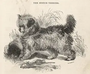 Scotch Terrier Print - A Doubtful Stance