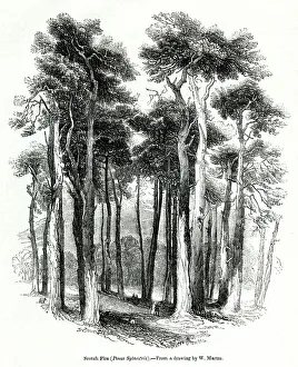Scots firs, or Scots pines, Pinus sylvestris Scots firs, or Scots pines, Pinus sylvestris