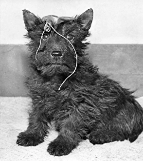 Scots terrier with a burst balloon on its head Scots terrier with a burst balloon on its head