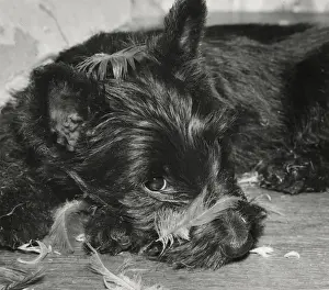 Unusual Animal Friends Prints: Scots terrier with feathers