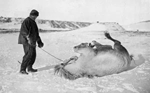 Scott Polar Expedition 1910 - 1912 - ponies Scott Polar Expedition 1910 - 1912 - ponies