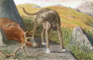 Scottish Deerhound Print: Guarding a Dead Deer, 20th Century
