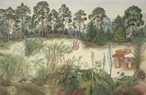 Scottish Pine Forest Print by Barbara Nicholson
