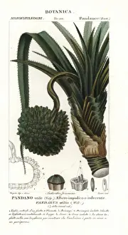 Historical Botany Illustrations Prints: Screw pine, Pandanus utilis