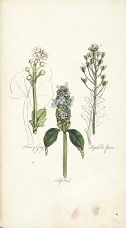 Scurvy Grass, Self-Heal, Shepherds Purse Scurvy Grass, Self-Heal, Shepherds Purse
