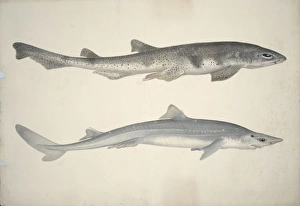 Scyliorhinus stellaris, huss, Squalus acanthias, spiny dogfi Scyliorhinus stellaris, huss, Squalus acanthias, spiny dogfi