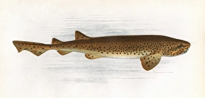 Scyliorhinus stellaris, a species of dogfish Scyliorhinus stellaris, a species of dogfish