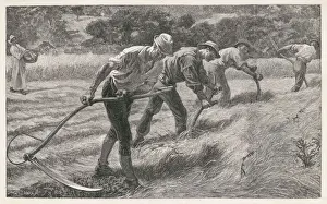 Traditional Farming Methods Prints: Scything the Hay
