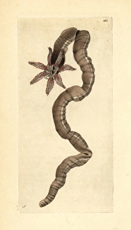 Sea cucumber, Leptosynapta inhaerens Sea cucumber, Leptosynapta inhaerens