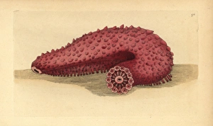Sea cucumber, Parastichopus tremulus Sea cucumber, Parastichopus tremulus