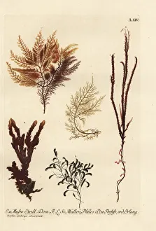 Sea fan, sea moss and sea fir corals Sea fan, sea moss and sea fir corals