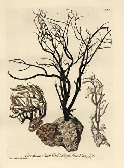 Sea fans or Alcyonacea species Sea fans or Alcyonacea species