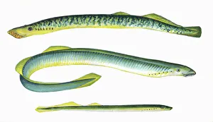 Sea Lamprey, Lampern, and Silver Lamprey Sea Lamprey, Lampern, and Silver Lamprey