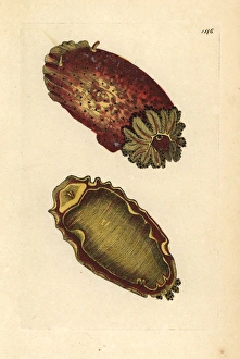 Sea lemon or sea slug, Platydoris argo Sea lemon or sea slug, Platydoris argo