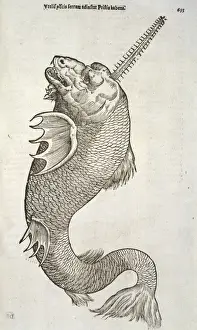Mythical Sea Creatures Prints: Sea monster