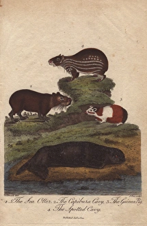 Sea otter, capybara (capibara) cavy, guinea Sea otter, capybara (capibara) cavy, guinea