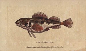 Sea scorpion or scorpion fish, Scorpaenidae Sea scorpion or scorpion fish, Scorpaenidae