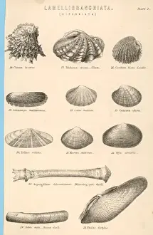 Prints of A variety of sea shells including clams, cockles, razor-clams and mussels Razor Clam Prints: Sea Shells Print featuring Clams, Cockles and Mussels