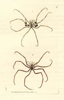 Sea spiders, Nymphon gracile, Nymphon hirtum Sea spiders, Nymphon gracile, Nymphon hirtum