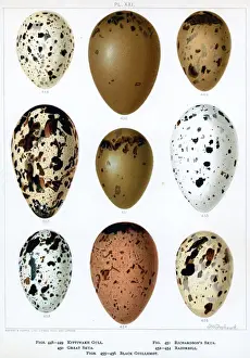 Prints of The eggs of nine different kinds of gulls, skuas, razorbill and guillemots, sea-birds all. Date: 1898 Related Prints: Seabirds Eggs Print, 1898