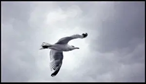 Wildlife Photography Seagull Prints: Seagull in flight
