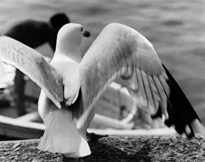 Seagull Spreads Wings Print, 1960s