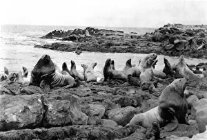 Vintage Animal Prints Online Prints: Seal Colony