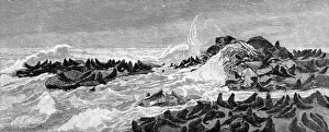 Seal Point, Bay of San Francisco, 1888 Seal Point, Bay of San Francisco, 1888