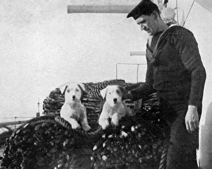 Two sealyham dogs on the deck of a ship during WW1 Two sealyham dogs on the deck of a ship during WW1