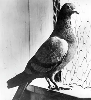 Seaplane carrier pigeon, WW1 Seaplane carrier pigeon, WW1