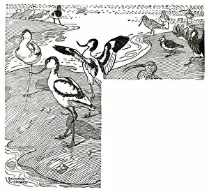 Seashore scene with avocets and rare birds Seashore scene with avocets and rare birds
